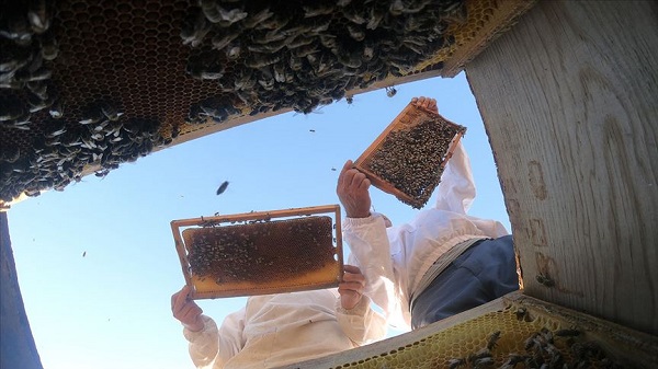 Foto - Gerçek bal nasıl anlaşılır! Uzman isim açıkladı: Şekerlenen bal sahte midir? 