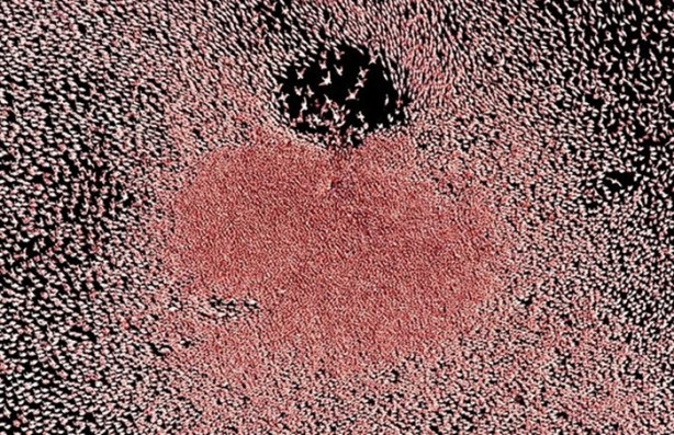 Foto - Gerçek olduklarına inanamayacaksınız!