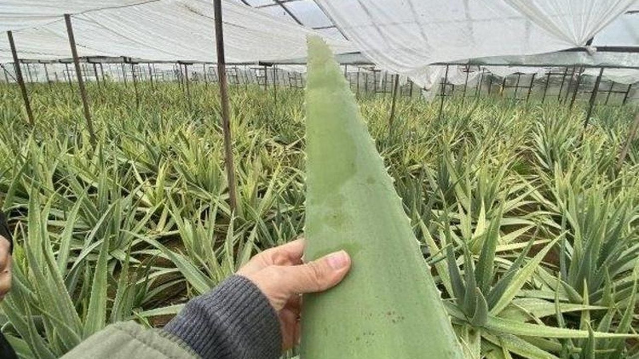 Foto - Getirisi dudak uçuklatıyor! Bahçesine eken, bir senede evini arabasını alıyor