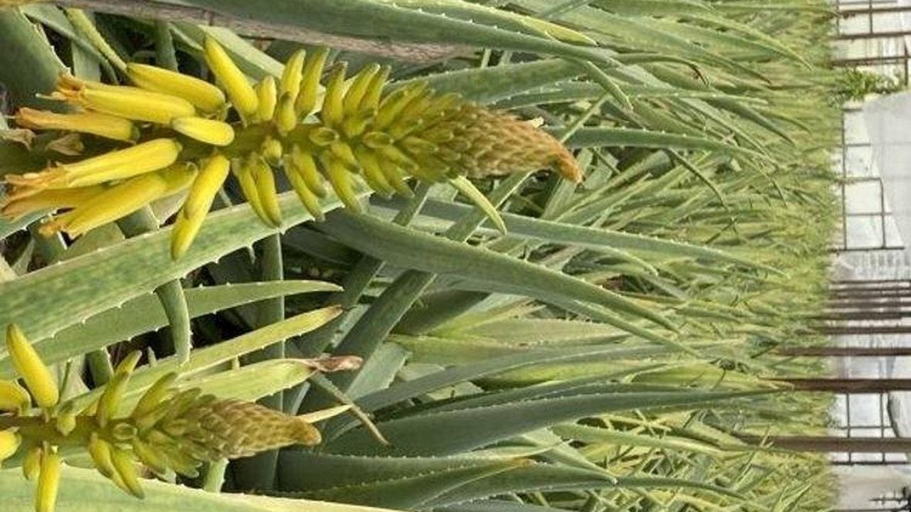 Foto - Getirisi dudak uçuklatıyor! Bahçesine eken, bir senede evini arabasını alıyor