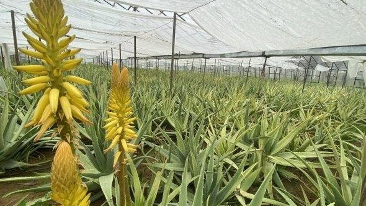 Foto - Getirisi dudak uçuklatıyor! Bahçesine eken, bir senede evini arabasını alıyor