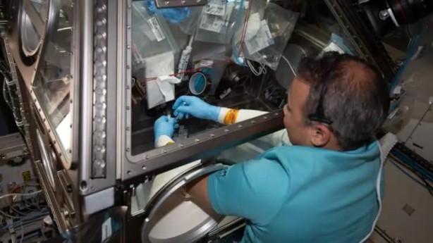 Foto - Gezeravcı'nın uzayda gerçekleştirdiği mikroalg deneyinde müthiş sonuçlar!