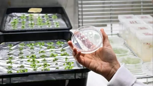 Foto - Gezeravcı'nın uzayda gerçekleştirdiği mikroalg deneyinde müthiş sonuçlar!