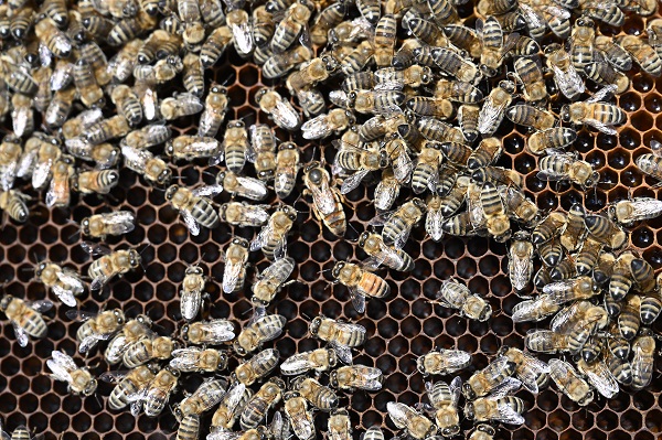 Foto - Gezgin arıcılar bu sezon umduğunu bulamadı