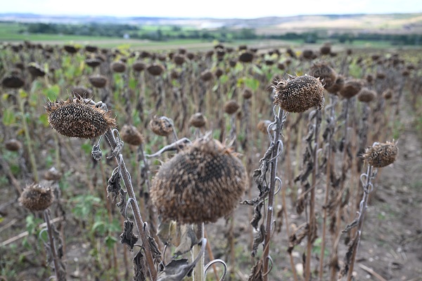 Foto - Gezgin arıcılar bu sezon umduğunu bulamadı