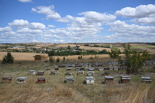 Foto - Gezgin arıcılar bu sezon umduğunu bulamadı