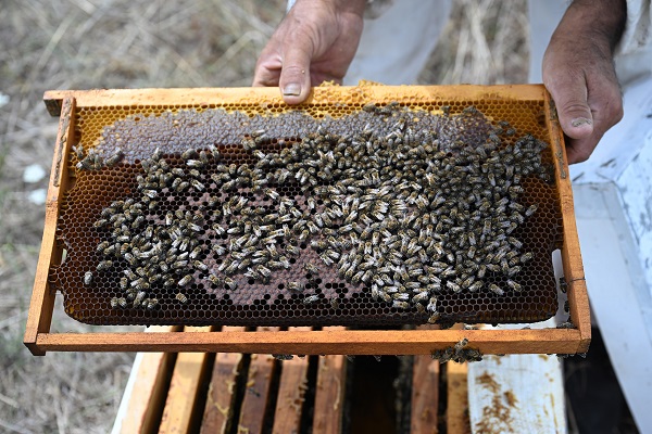 Foto - Gezgin arıcılar bu sezon umduğunu bulamadı