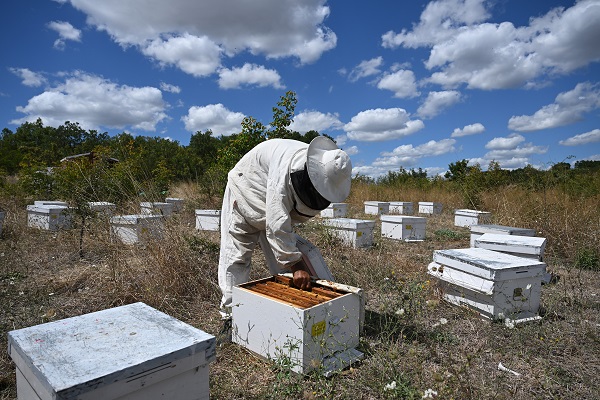 Foto - Gezgin arıcılar bu sezon umduğunu bulamadı