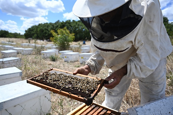 Foto - Gezgin arıcılar bu sezon umduğunu bulamadı