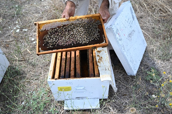 Foto - Gezgin arıcılar bu sezon umduğunu bulamadı