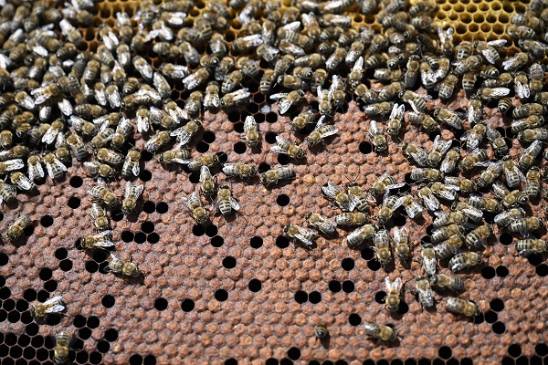 Foto - Gezgin arıcılar bu sezon umduğunu bulamadı