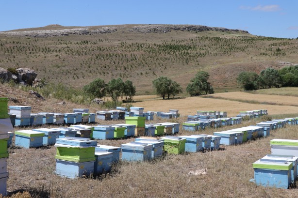 Foto - 'Gezgin arıcı'yı hiç duydunuz mu? Bakın bal için neler yapıyor