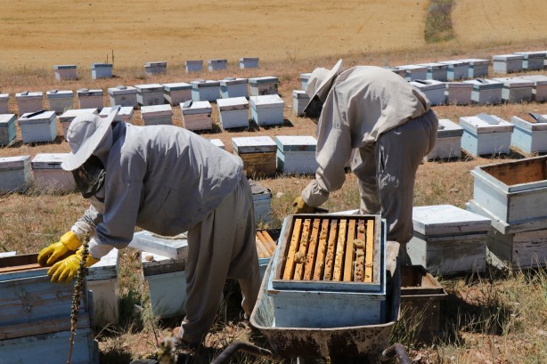 Foto - 'Gezgin arıcı'yı hiç duydunuz mu? Bakın bal için neler yapıyor