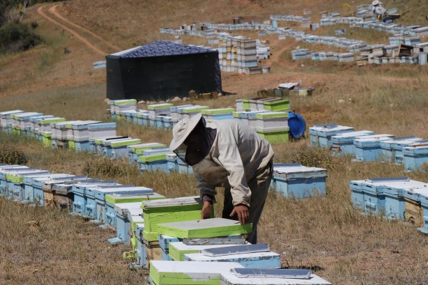 Foto - 'Gezgin arıcı'yı hiç duydunuz mu? Bakın bal için neler yapıyor