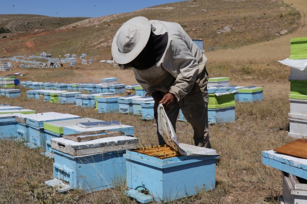 Foto - 'Gezgin arıcı'yı hiç duydunuz mu? Bakın bal için neler yapıyor