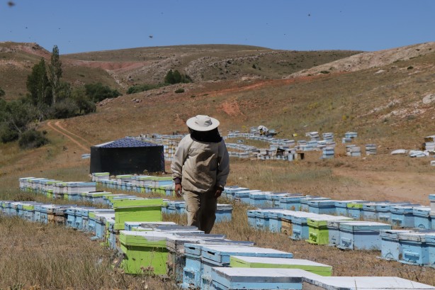 Foto - 'Gezgin arıcı'yı hiç duydunuz mu? Bakın bal için neler yapıyor