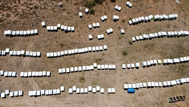 Foto - 'Gezgin arıcı'yı hiç duydunuz mu? Bakın bal için neler yapıyor