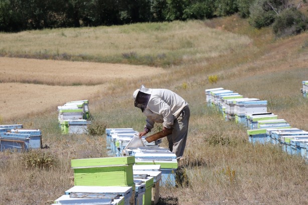Foto - 'Gezgin arıcı'yı hiç duydunuz mu? Bakın bal için neler yapıyor