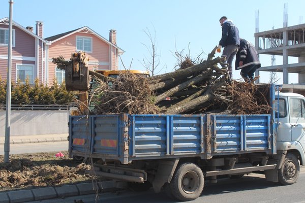 Foto - Gezi zekalılar buna da sessiz! CHP'den bir ağaç katliamı daha