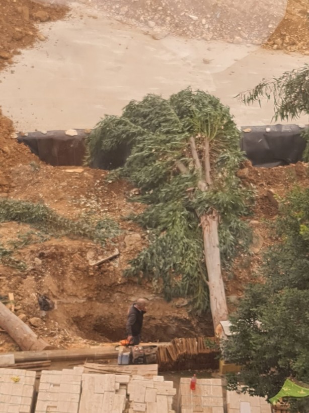 Foto - Gezi zekalılar kafayı kuma gömdü! CHP’den ağaç katliamı