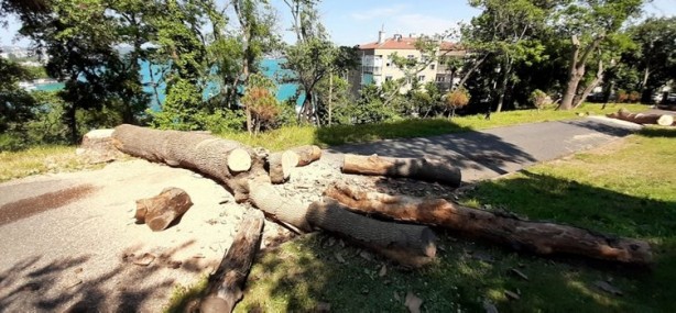 Foto - Gezi zekalılar sessiz! İBB'nin yaptığı katliam böyle görüntülendi