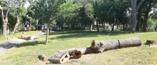 Foto - Gezi zekalılar sessiz! İBB'nin yaptığı katliam böyle görüntülendi