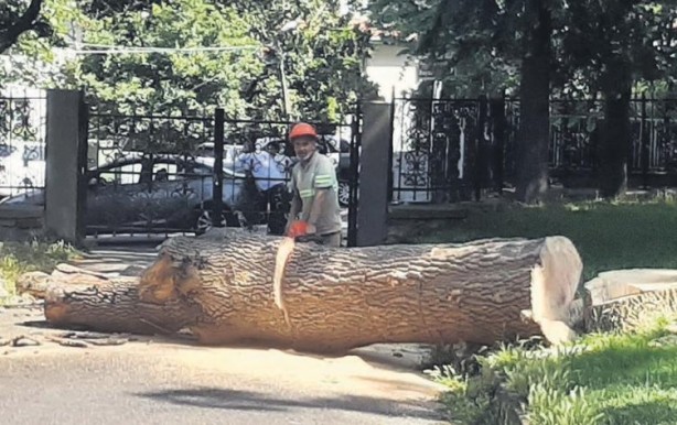Foto - Gezi zekalılar sessiz! İBB'nin yaptığı katliam böyle görüntülendi