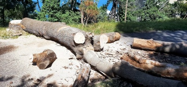 Foto - Gezi zekalılar sessiz! İBB'nin yaptığı katliam böyle görüntülendi