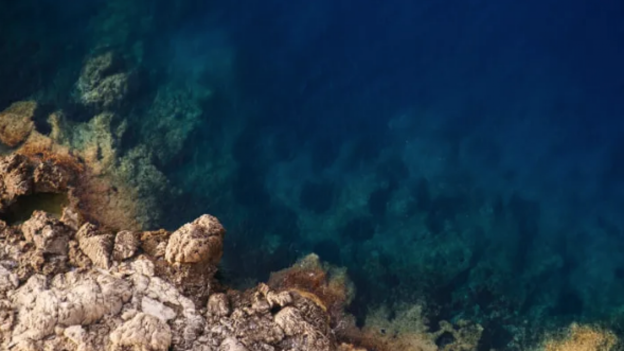 Gıda ve ekosistem üzerinde risk oluşturuyor! Deniz yaşamı çok şaşırtacak olaylara gebe!