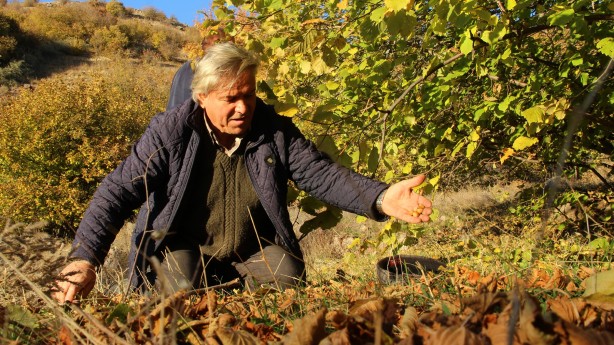 Foto - Giden gidene! Burada fındık tamamen ücretsiz