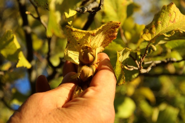 Foto - Giden gidene! Burada fındık tamamen ücretsiz