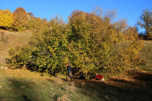 Foto - Giden gidene! Burada fındık tamamen ücretsiz