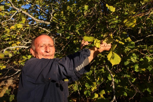 Foto - Giden gidene! Burada fındık tamamen ücretsiz