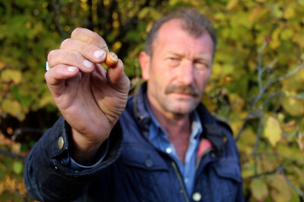 Giden gidene! Burada fındık tamamen ücretsiz