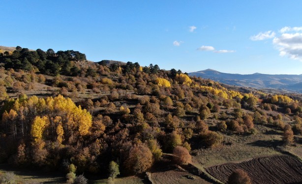 Foto - Giden gidene! Burada fındık tamamen ücretsiz