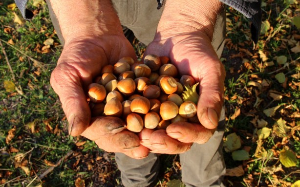 Foto - Giden gidene! Burada fındık tamamen ücretsiz