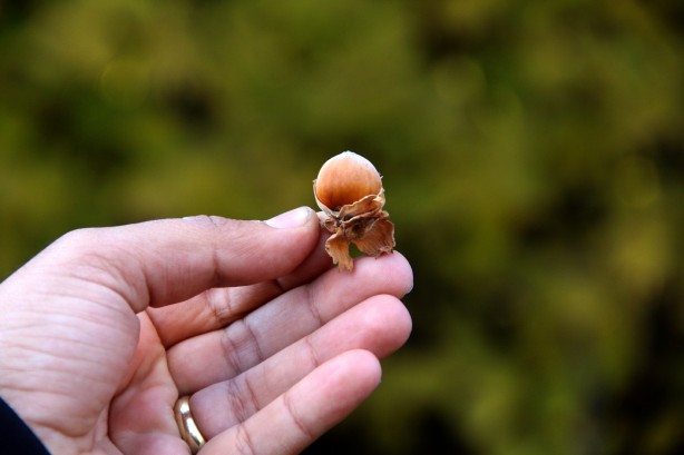 Foto - Giden gidene! Burada fındık tamamen ücretsiz