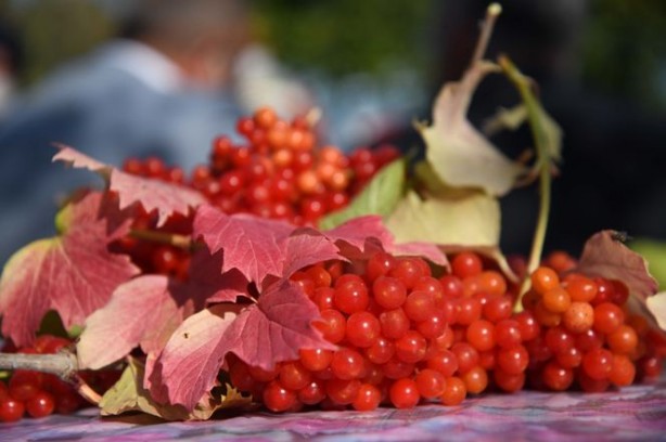 Foto - Gilaburu suyu böbrek için bire bir