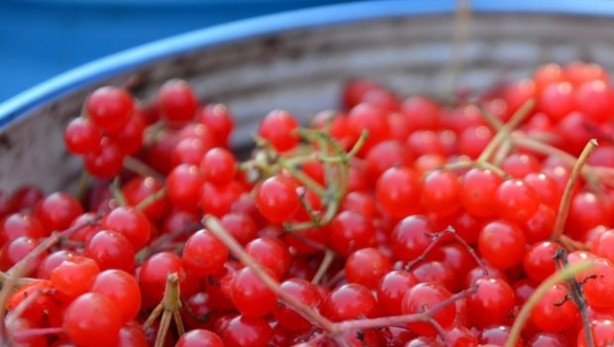 Foto - Gilaburu suyu böbrek için bire bir
