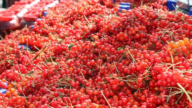 Foto - Gilaburu suyu böbrek için bire bir