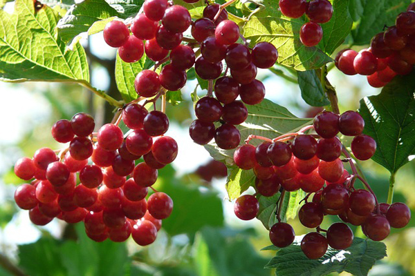 Foto - Gilaburu suyu böbrek için bire bir