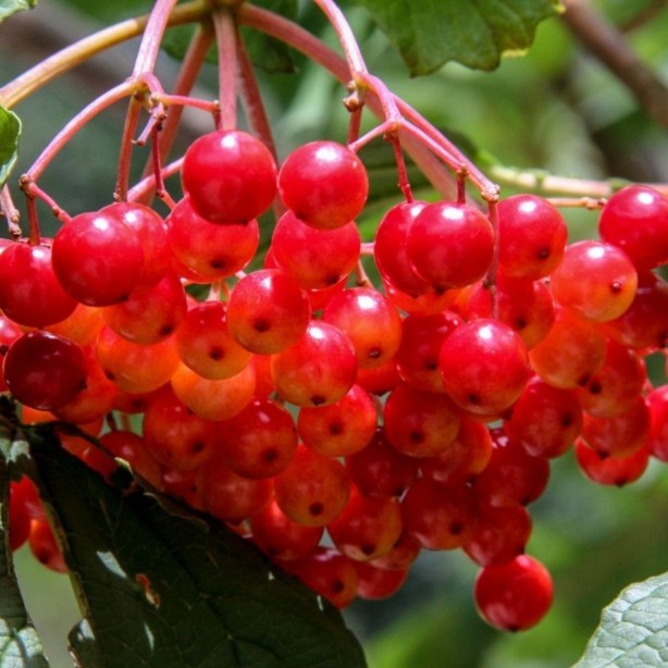 Foto - Gilaburu suyu böbrek için bire bir