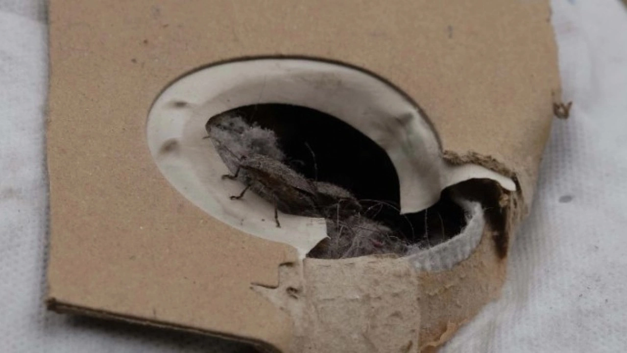 Foto - Giresun ve Sakarya’dan sonra şimdi o ilimizde! Kahverengi kokarca böceği üç ilimizi istila etti