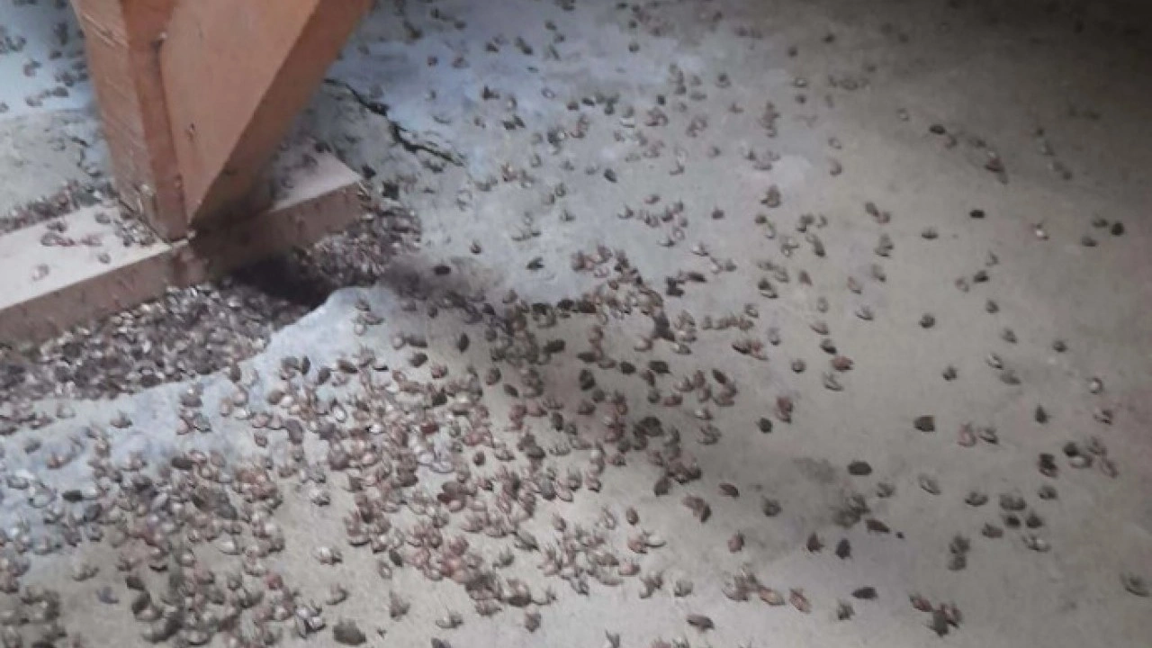 Foto - Giresun ve Sakarya’dan sonra şimdi o ilimizde! Kahverengi kokarca böceği üç ilimizi istila etti