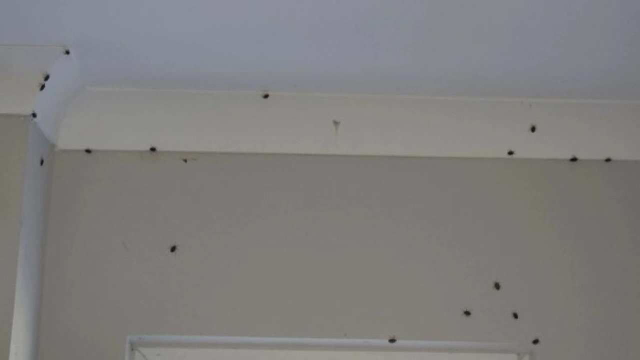 Foto - Giresun ve Sakarya’dan sonra şimdi o ilimizde! Kahverengi kokarca böceği üç ilimizi istila etti