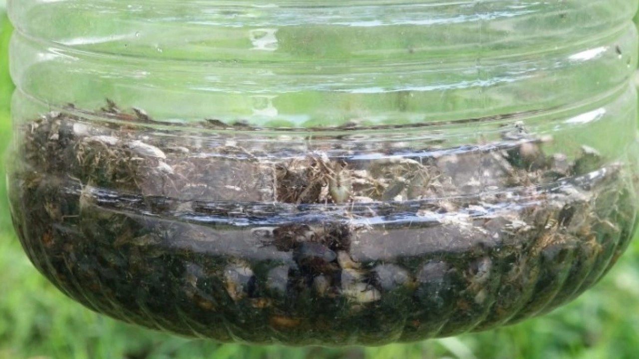 Giresun ve Sakarya’dan sonra şimdi o ilimizde! Kahverengi kokarca böceği üç ilimizi istila etti