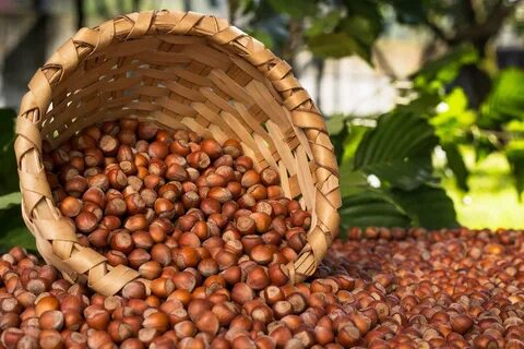 Giresun’da fiyatlar fırladı! Herkes şaşkın…