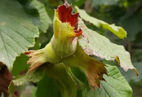 Foto - Giresun’da fiyatlar fırladı! Herkes şaşkın…