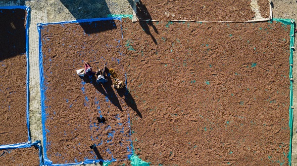 Foto - Giresunlu üreticiler bu işlem için 110 kilometre gitti