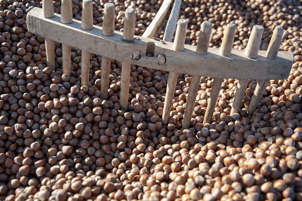 Foto - Giresunlu üreticiler bu işlem için 110 kilometre gitti